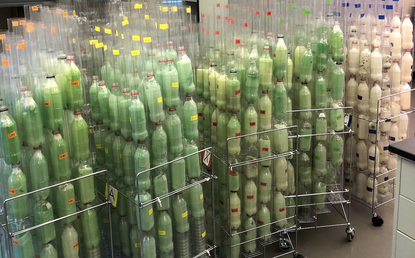 Atmospheric Farming Bottle Trees - Reactive Surfaces - Innovate Mississippi